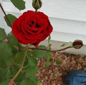 Meet your Posher, Karen